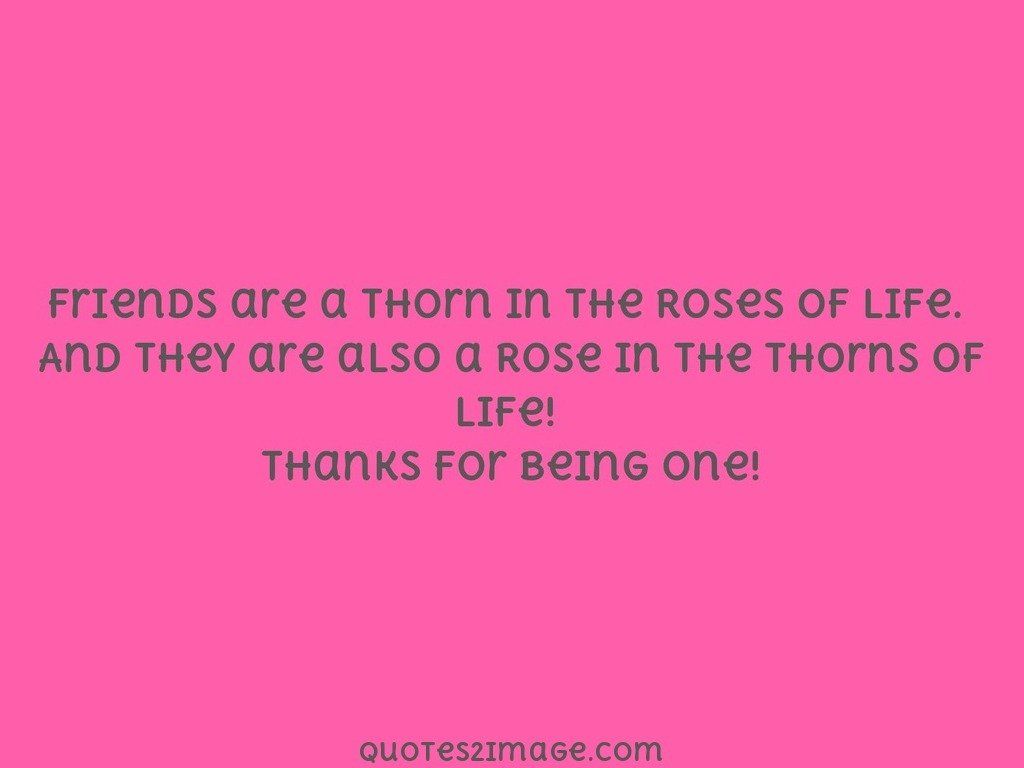 Friends are a thorn in the Roses